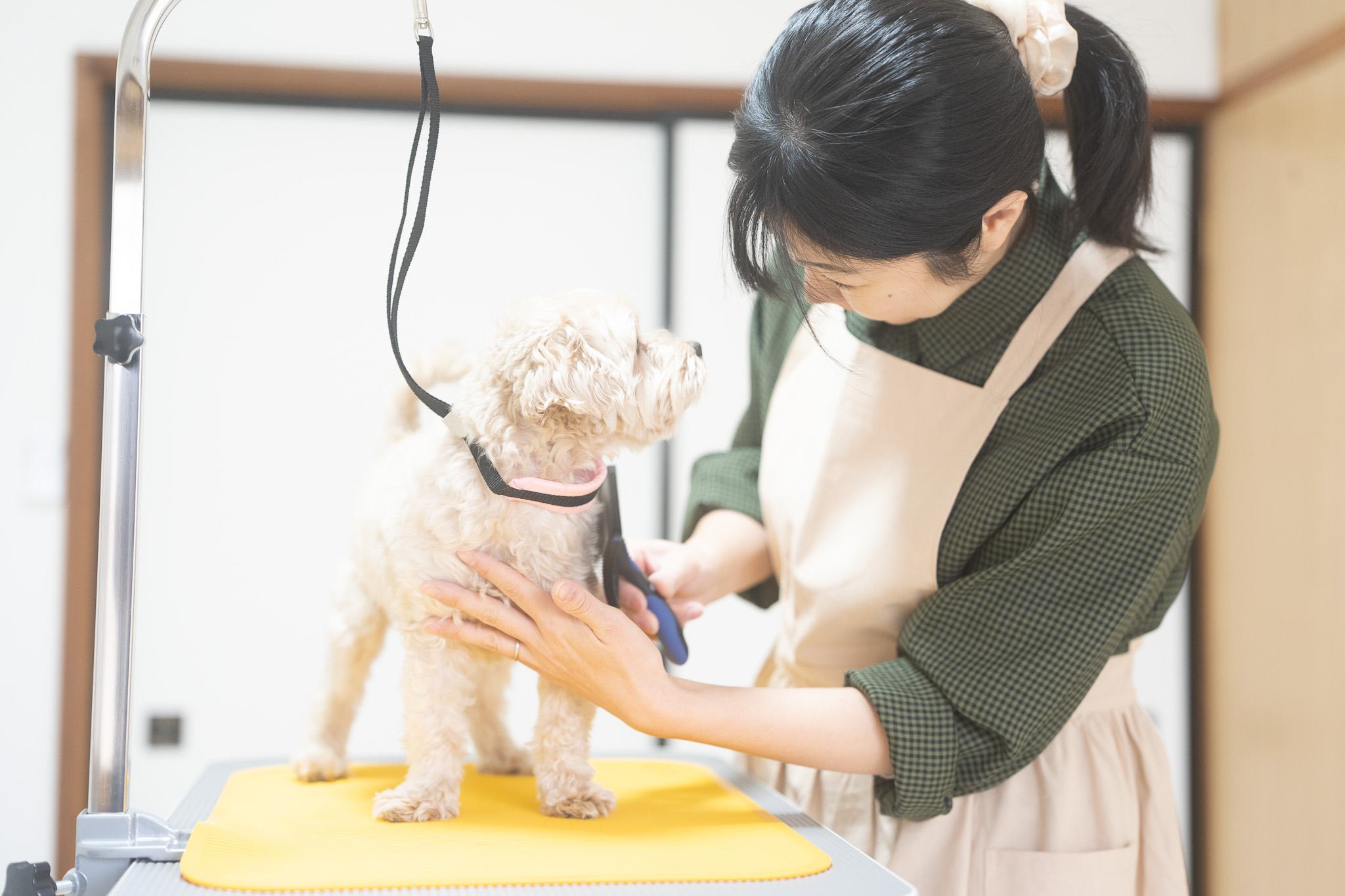 その日のその子に合わせたトリミング