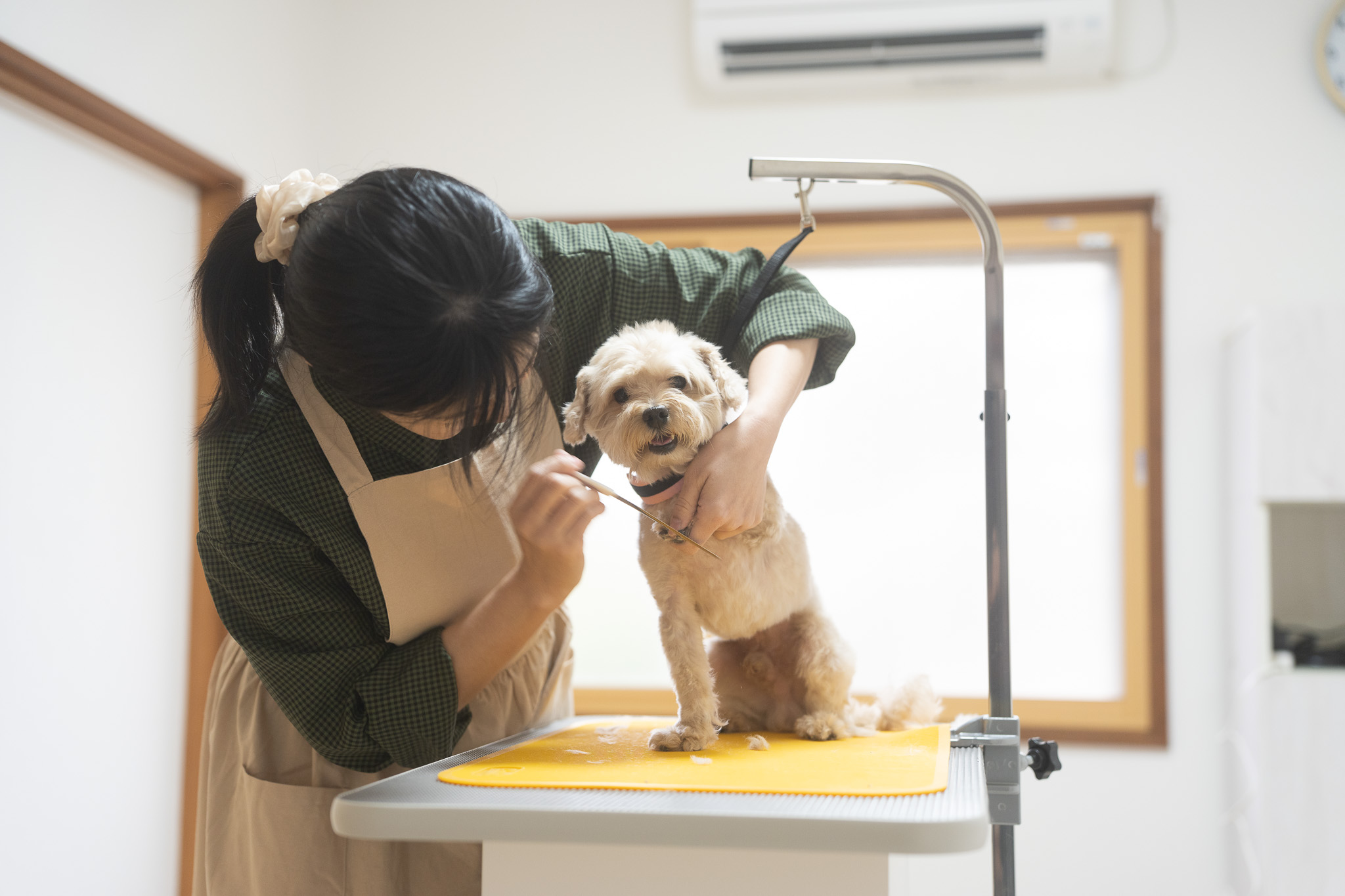 ハズバンダリートレーニングの要素を取り入れたトリミング