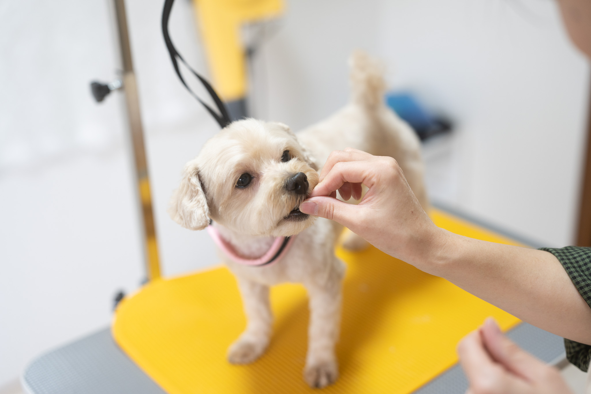 “おいしい”があるとトリミングは楽しくなる